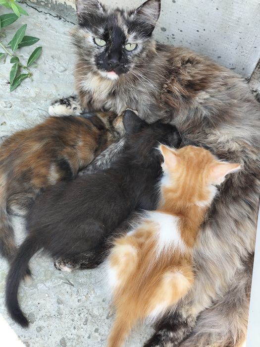 Подарявам котенца на 2 мес.