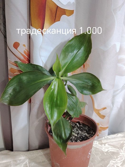 Продаются домашние цветы