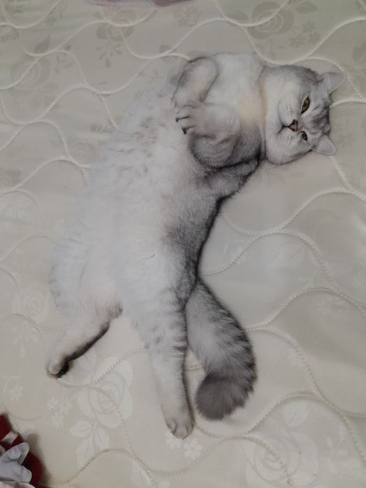 ВЯЗКА. Шотландская шиншилла приглашает кошек