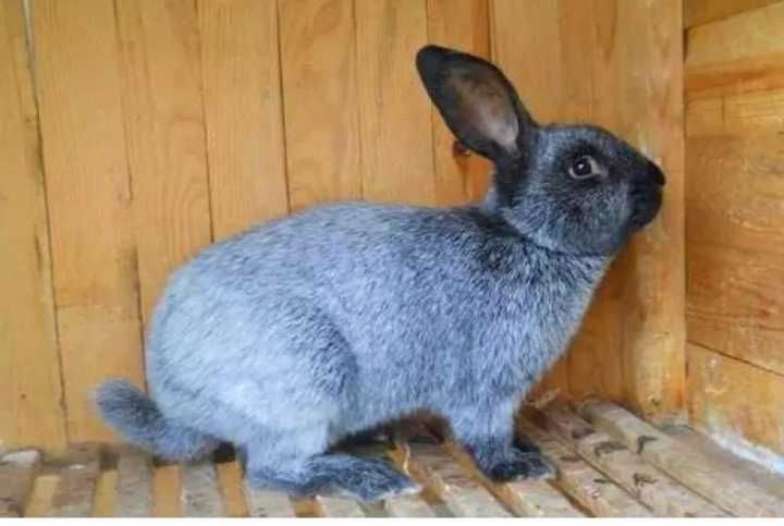 Чистопородные крольчата и крольчиха "Серебро".