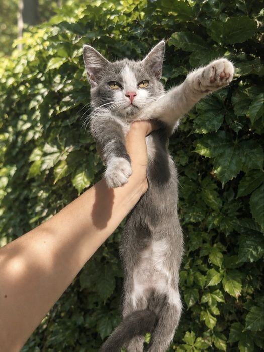 Котенок мальчик 3 месяца