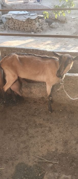 Zotli echki sotiladi ertalab 2 letr kechda 2 letr sut beradi