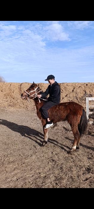 Продам годовалого жеребчика