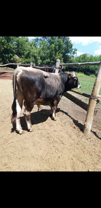 Продам бычка чистопородного швиц