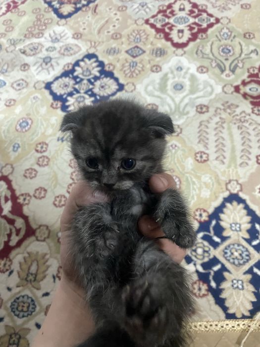 Шиншилова Веслоухи