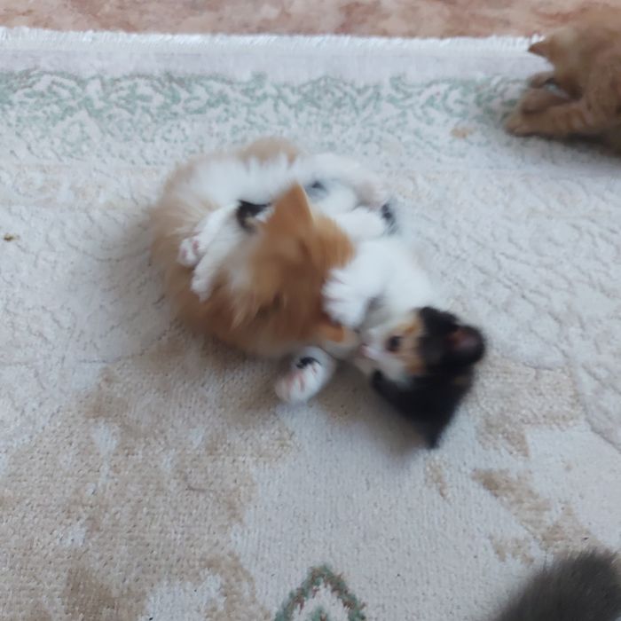 Одам котят добрые руки
