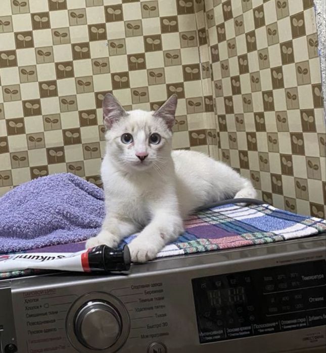 Котёнок, мальчик, ищет доброго хозяина