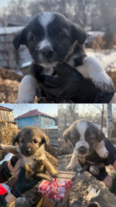 Щеночки звоночки мальчики