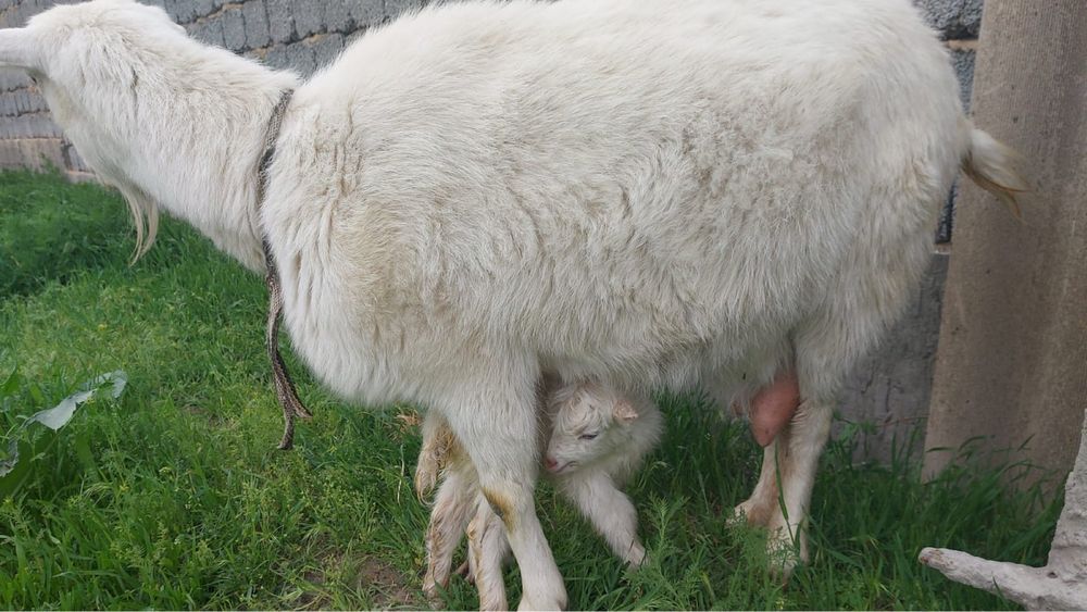 Орыс ешкі сатылады Сүтті