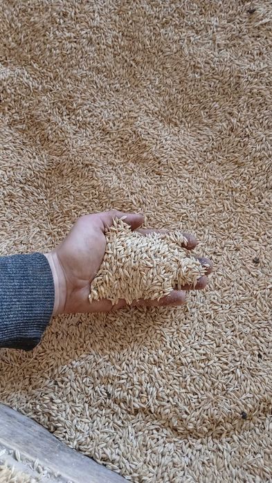 Grau avenue si orz de samanță  ( înmulțirea1) c1 !60 lei sacul 3 duble