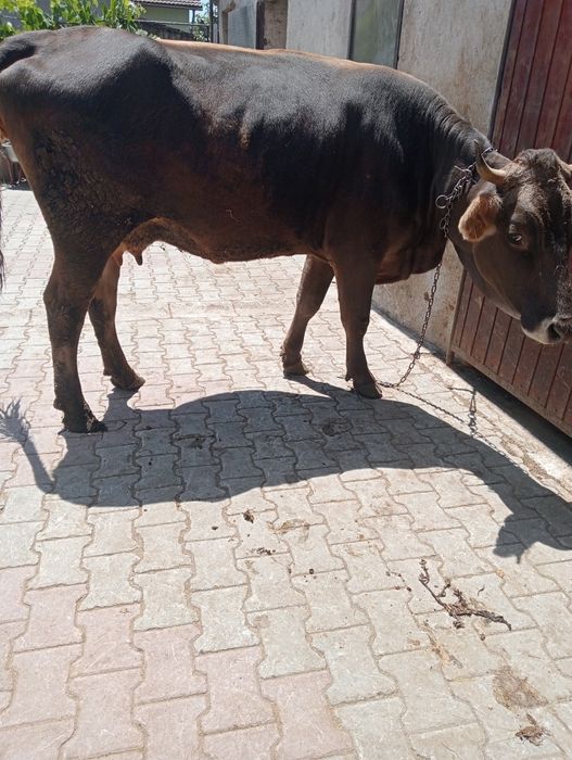 vand vaca de fatat