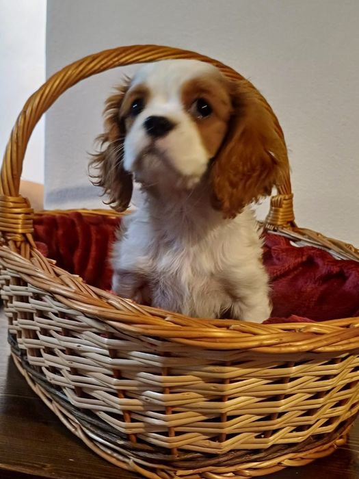 Catelusa Cavalier King Charles