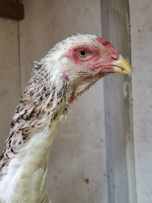 Дакан курица несётся