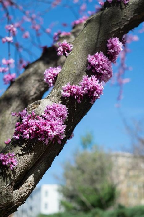 Pomi Ornamentali (cercis canadensis )