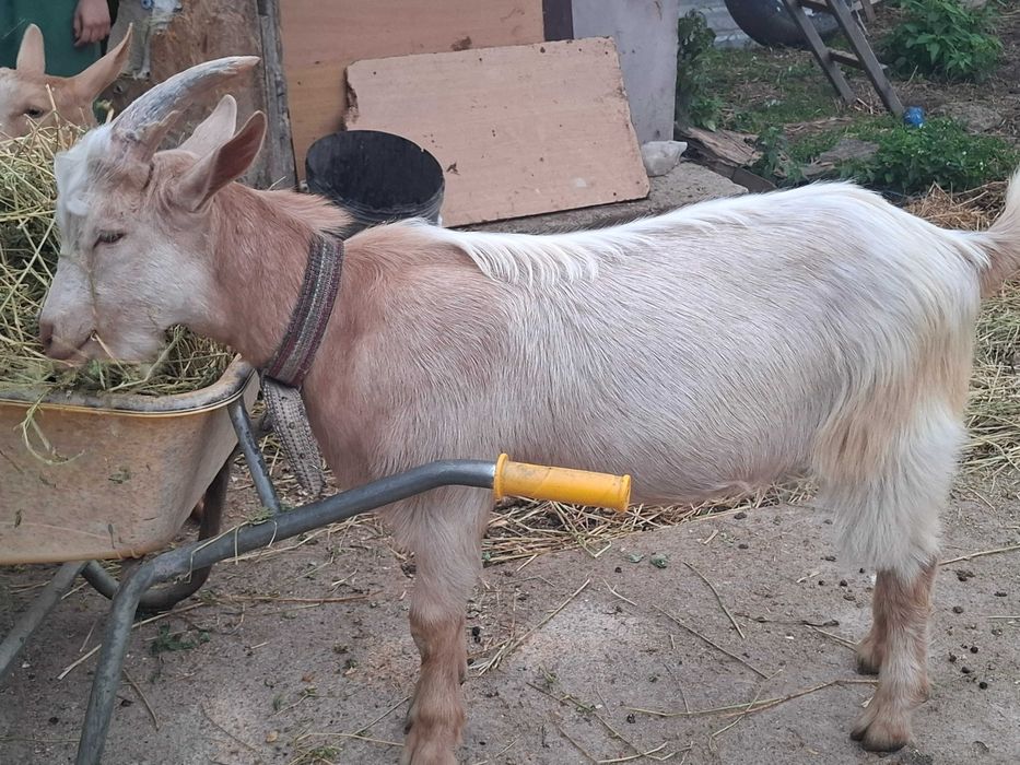 Țap de vânzare, 5 luni