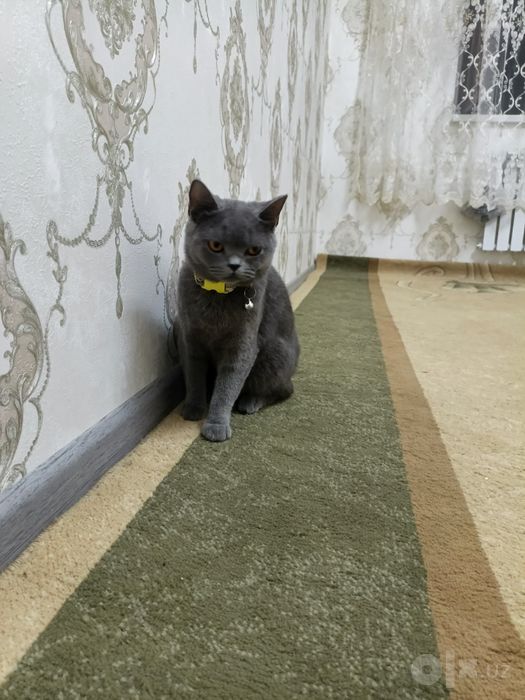 Мушуклар Кошки .