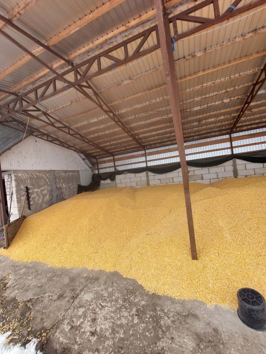 Porumb boabe de vanzare