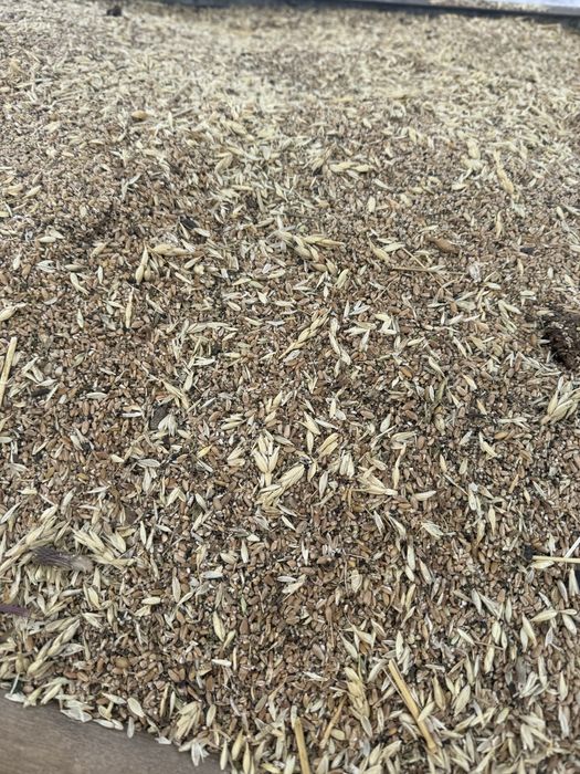 Продам зерноотходы пшеница ячмень