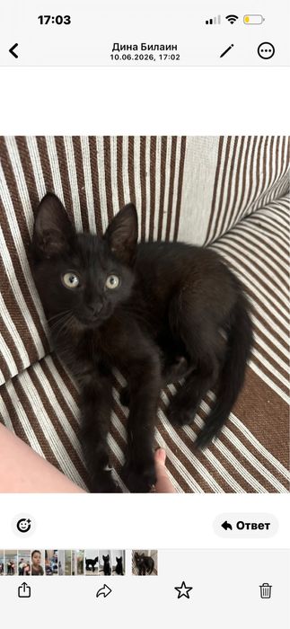 Отдам котенка мальчика