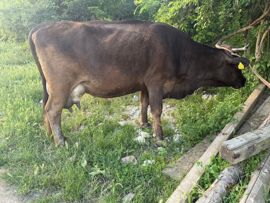 Vaca buna de lapte