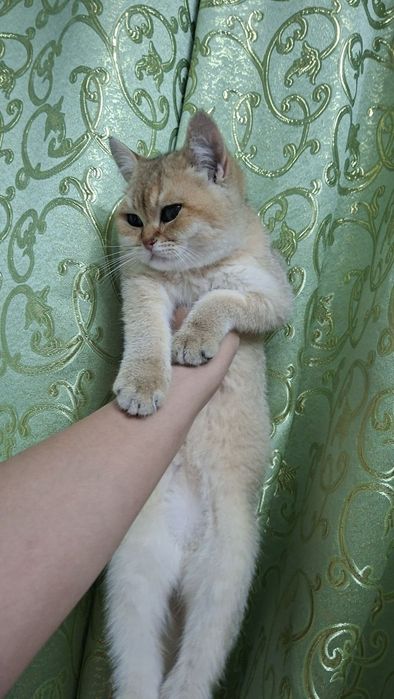 Кошка британские золотой шиншилла