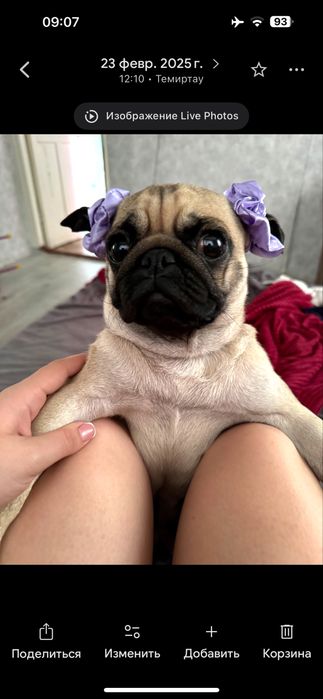 Вязка мопс документами