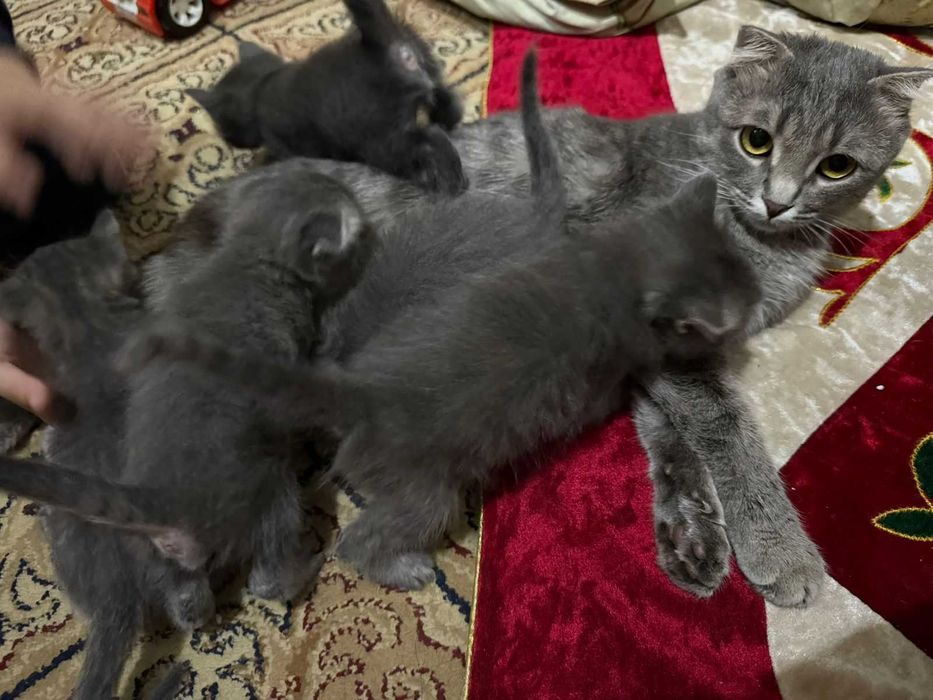 Шотландские котенки