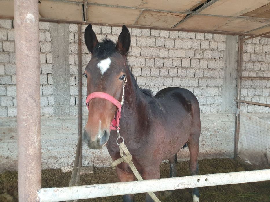 Киргиз той Лошадь