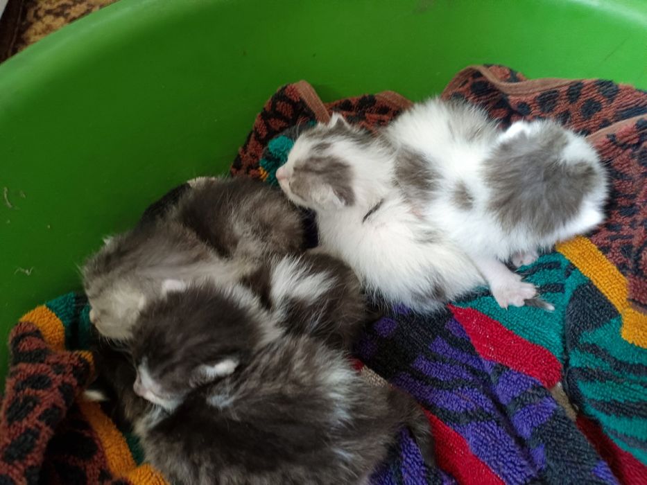 Отдам котят в добрые руки