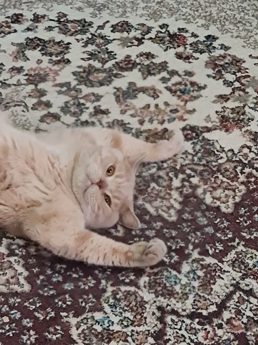 Кот кастрированный