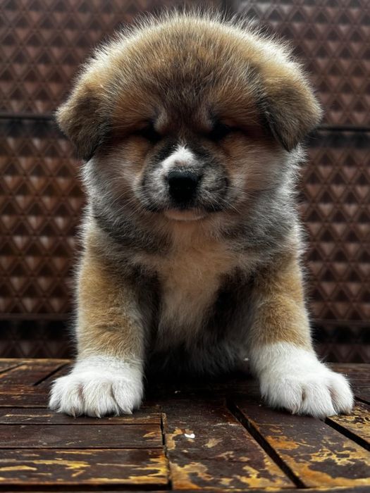 Акита-Ину щенки  продам