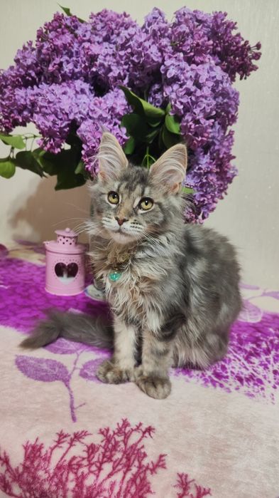 Котята породы Мейн-кун