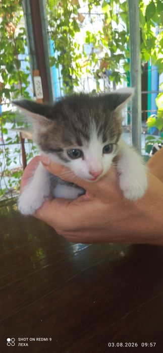 Отдам котят бесплатно