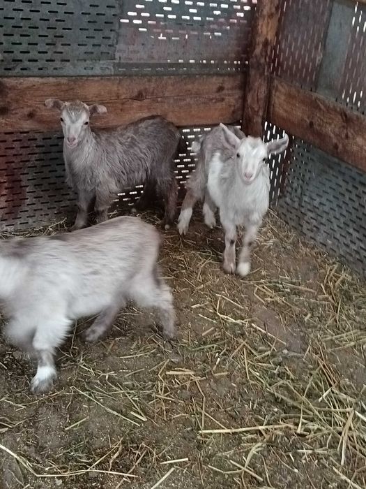Anunț capre ferma