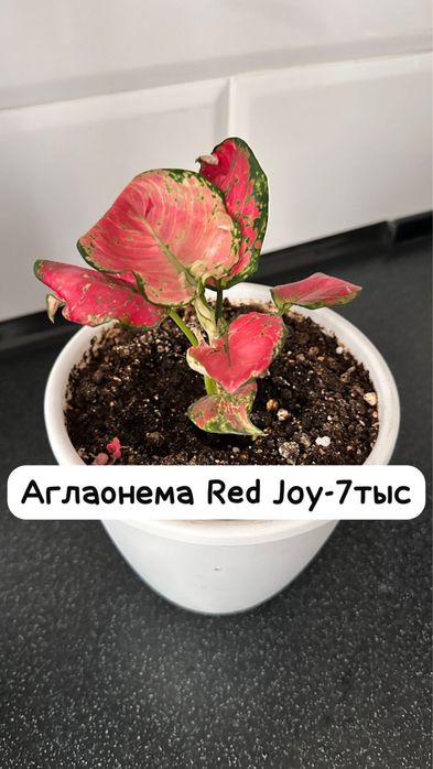 Панданус,Диффенбахия ,Женское счастье