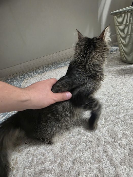 Отдам котёнка в добрые руки.