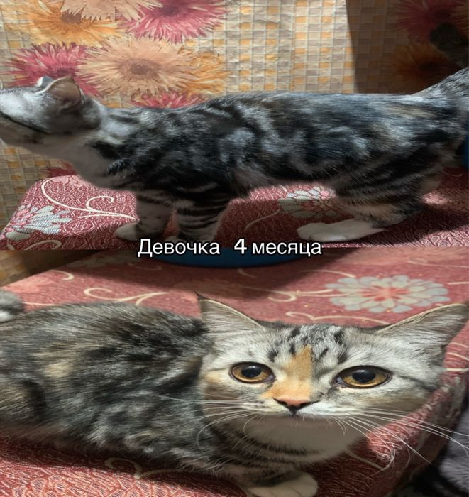 Котята красивые и умные!!
