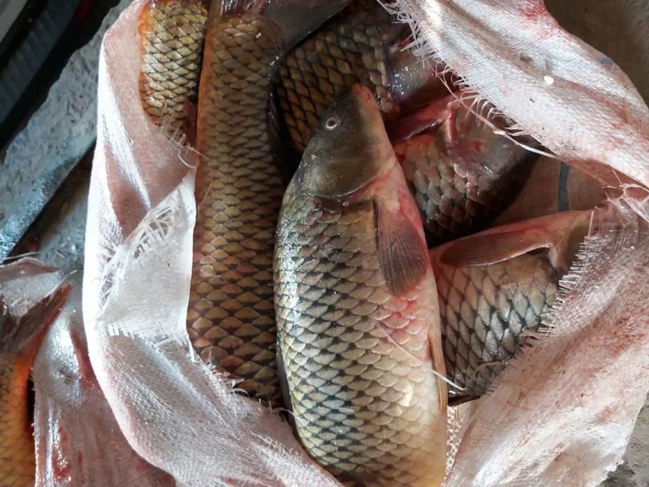 Продам сазан оптом