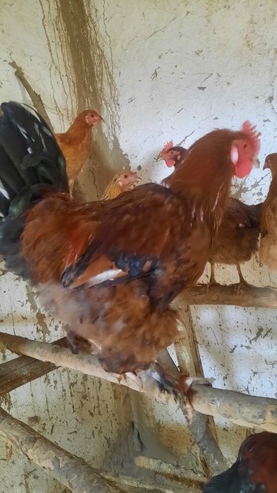 Хурозлар сотилади соглом  хонаки брама аралаш