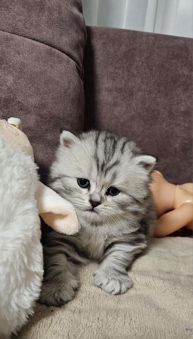 Продам котёнка мальчика