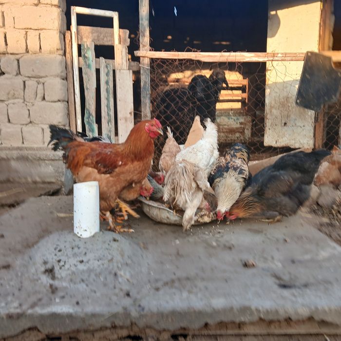 Тауықтар сатылады