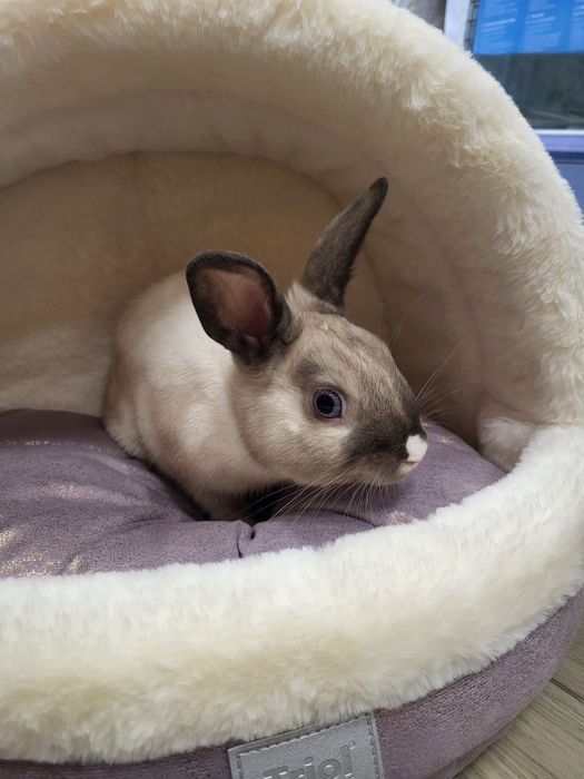 Декоративный кролик