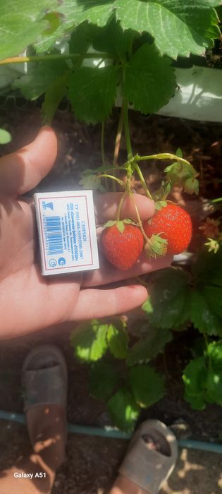 Koreyskiy bettabery yangi avlod kochatlari sotiladi