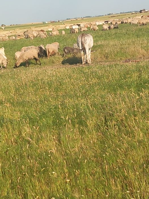 Vând magarita de oi