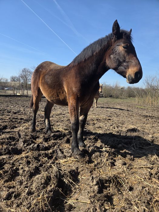 Vând mânz armăsar de 1 an – foarte blând și bine dezvoltat