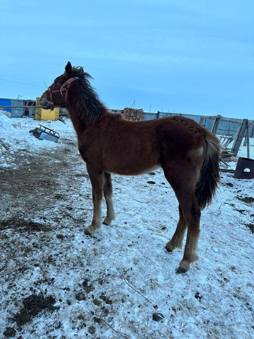 Продается байтал