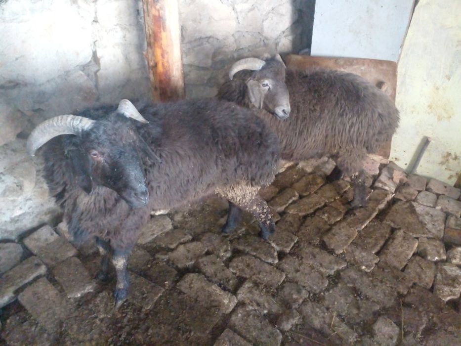 Семиз кочкорлар сотилади