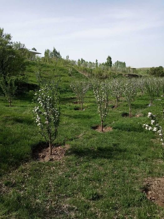 DACHA BOG`Уй жой боғ 70 сотх 400  туп вояга етган мевали дарахтлари