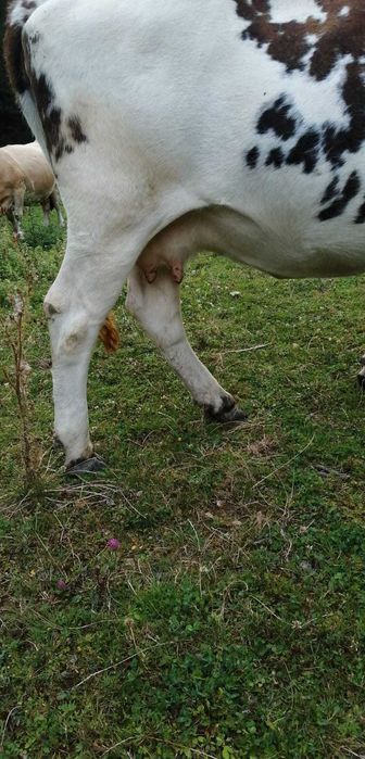 vând o vacă din cele două