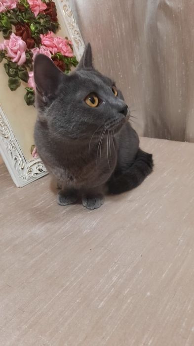 Манчкин мальчик Грей